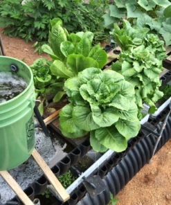 aquaponics lettuce