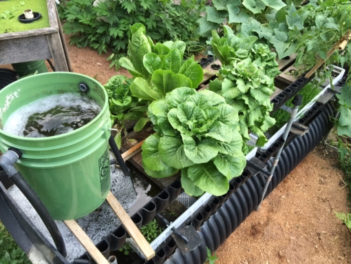 aquaponics lettuce