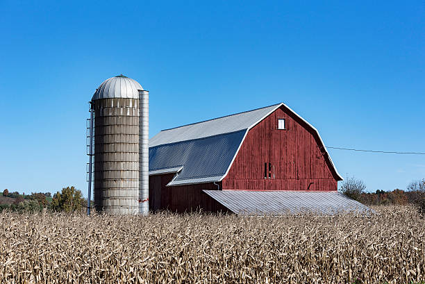 silage silo corn husks