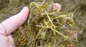 silage grasses3