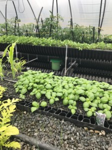 Greenhouse organic hydroponics