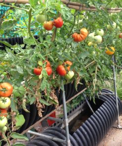 Aquaponics tomatoes