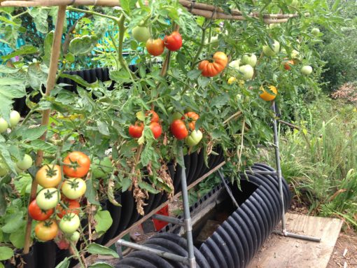 Aquaponics tomatoes