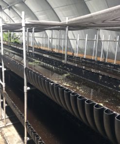 vertical hydroponics vertical aquaculture
