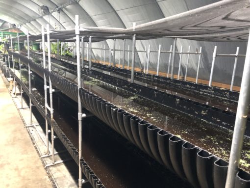 vertical hydroponics vertical aquaculture