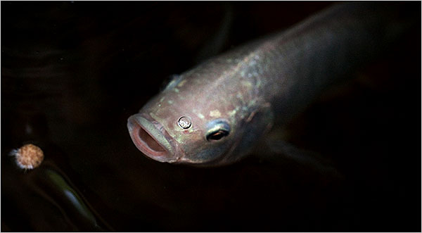 New York Times Aquaponics Systems