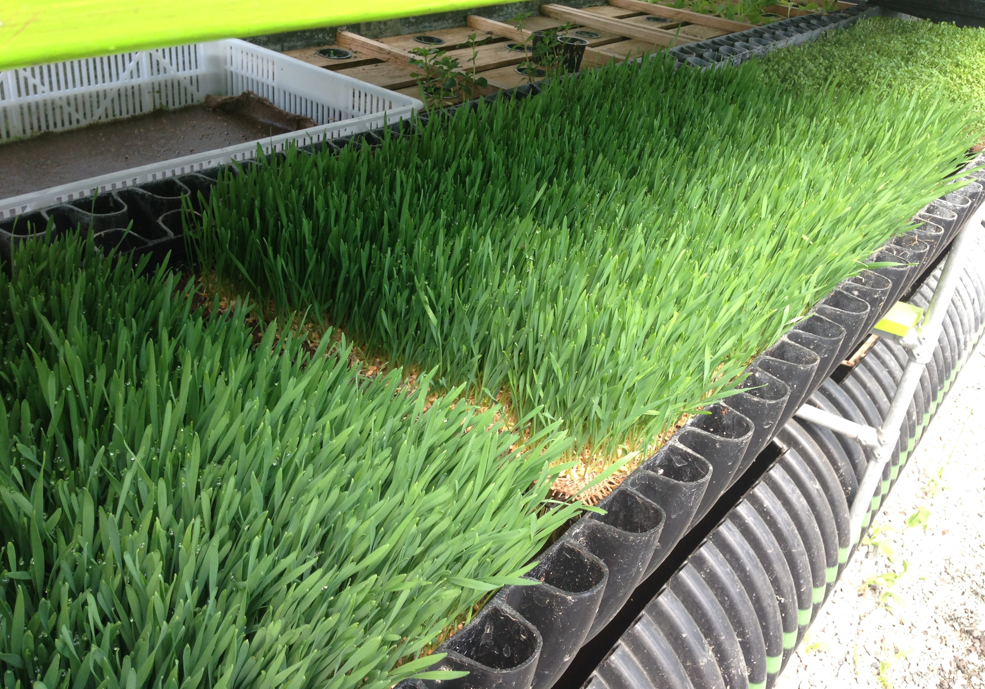 Wheat grass in deep water culture