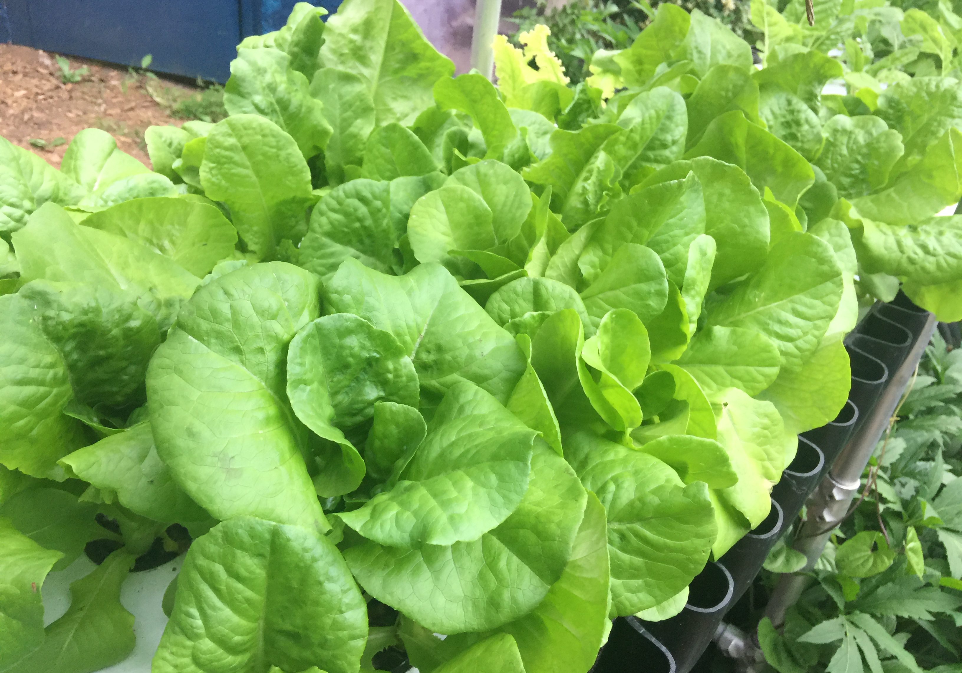 Hydroponic Lettuces