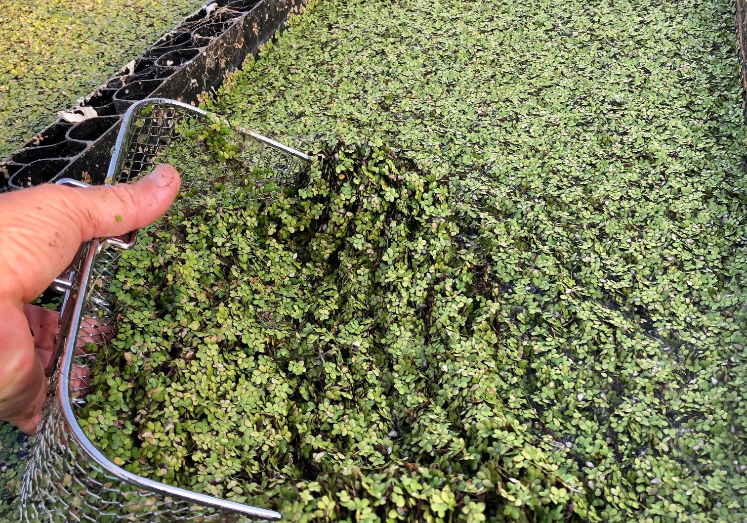 Systems for Growing Duckweed